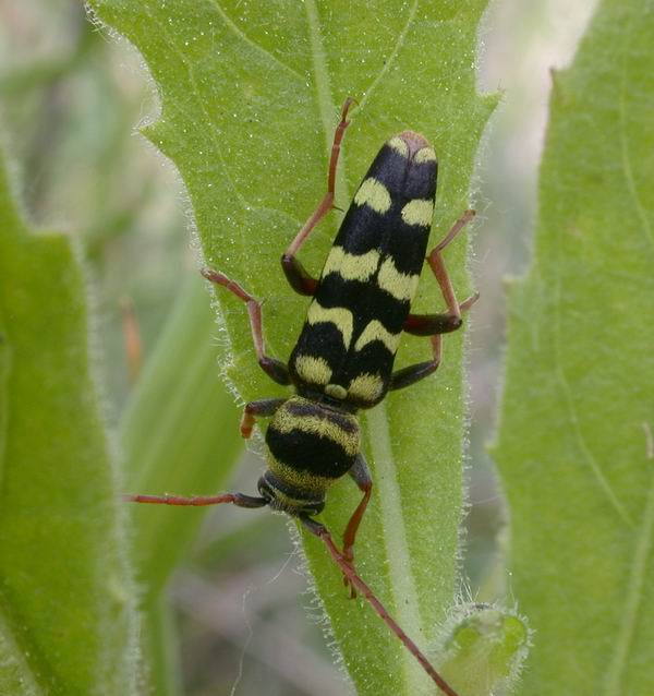 Plagionotus floralis da  Monteveglio (Cerambycidae)